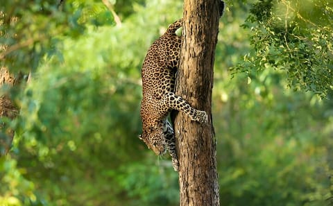Wilpattu National Park Half Day Safari from Anuradhapura