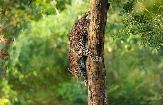 Wilpattu Half Day Safari From Anuradhapura