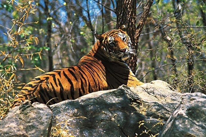 Jaipur Heritage walk Tour