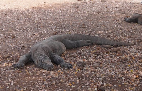 Sharing Trip Labuan Bajo, Multi Day Sailling Tour Life on Board