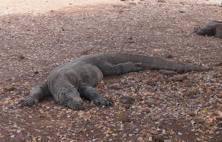 Multi-Day Sailing Tour in Komodo National Park, Indonesia