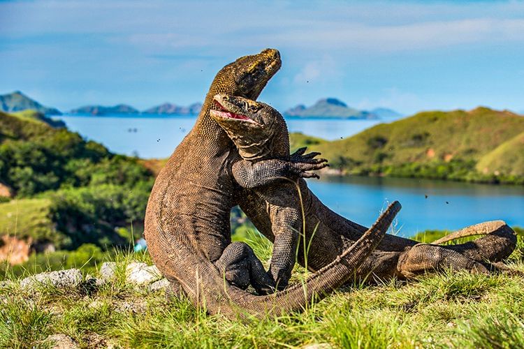 Komodo Dragon