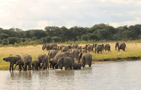 Full Day Safari in Hwange National Park from Victoria Falls
