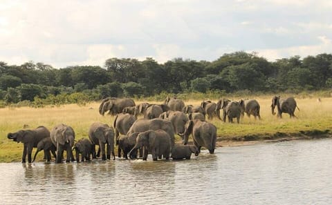 Full Day Safari in Hwange National Park from Victoria Falls