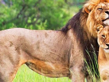 4 Days 3 Nights – Ol Pejeta Northern White Rhino and Samburu Safari