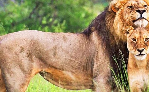 4 Days Private Luxury Ol Pejeta & Samburu Safari