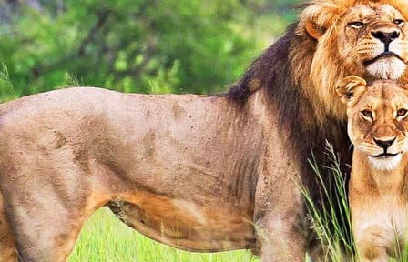4 Days Private Luxury Ol Pejeta & Samburu Safari