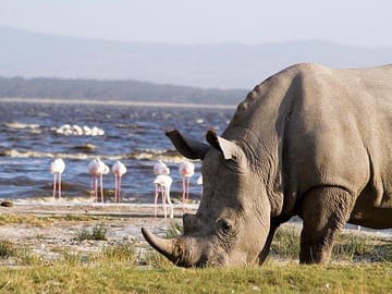 Lake nakuru park