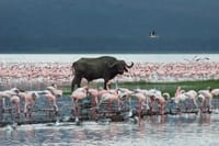 Lake Nakuru National park