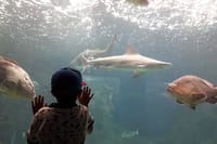 Family Day from Chania: CRETAquarium, Dinosauria Park, Heraklion  6