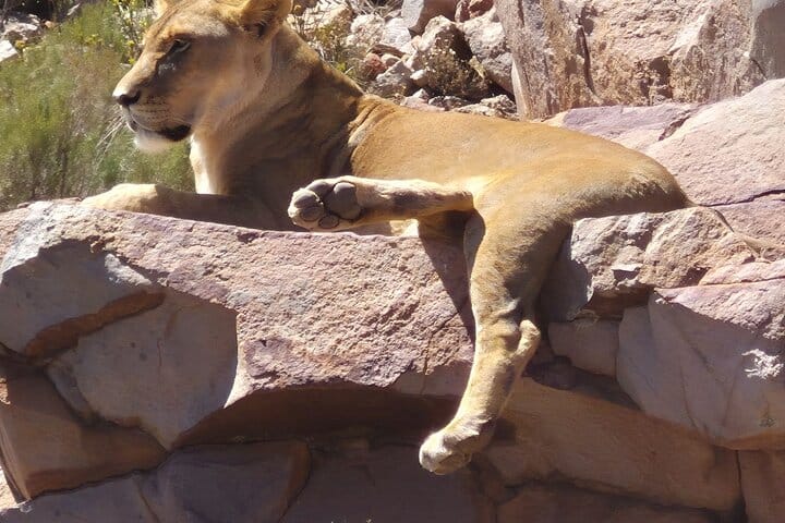 Giraffe Encounter and Lion Park with Wine Tasting in Stellenbosch