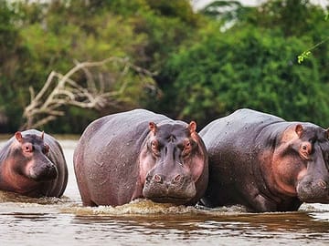 Day Trip Safari – Akagera National Park with Optional Lake Ihema Boat Safari