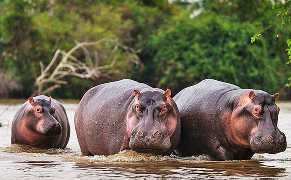 Day Trip Safari – Akagera National Park with Optional Lake Ihema Boat Safari