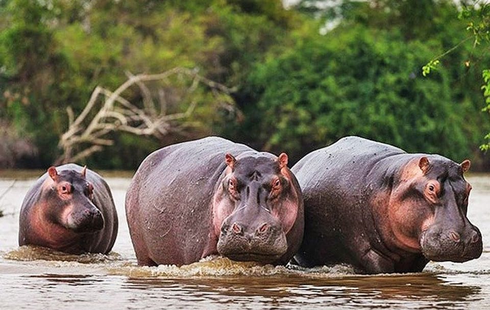 Day Trip Safari – Akagera National Park with Optional Lake Ihema Boat Safari