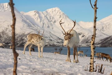 Arctic Fjords Adventure Tour in Ersfjordbotn, Tromsø