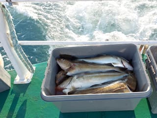 Reykjavík Sea Angling Gourmet, photo 8