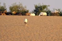 An Exciting Adventure on an Open Safari Vehicle at Nova Park 7