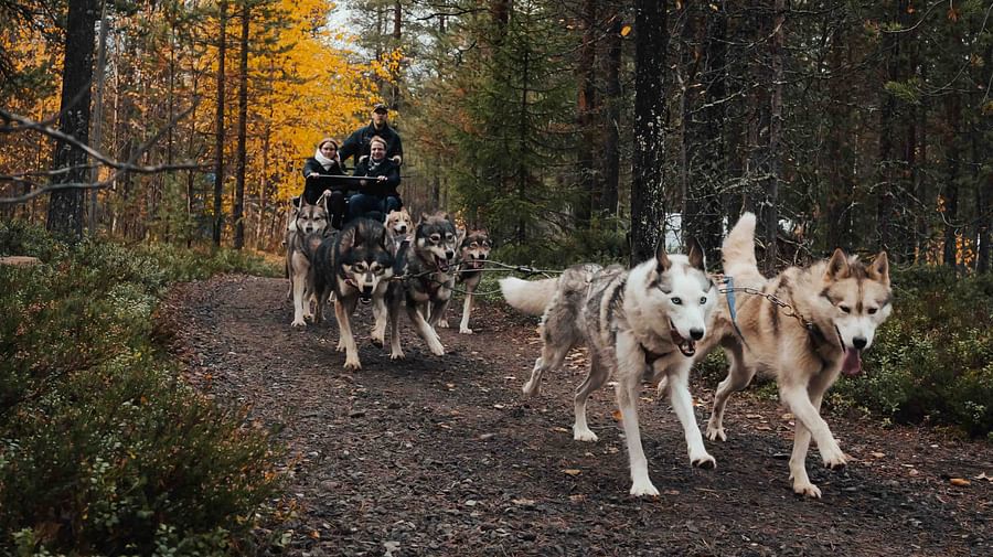 Autumn Husky ride, Husky safari, tour, Siberian Husky,  Pure Lapland, Rovaniemi Lapland