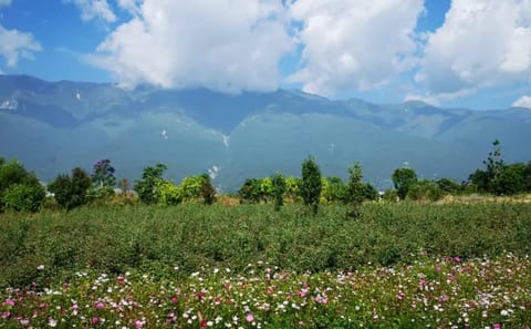 8-Day Yunnan Sightseeing Tour: Kunming, Dali, Lijiang, Shangri-La