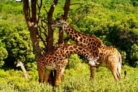 Bespoke Tanzania Safari experience featuring wild giraffes in Serengeti, luxury wildlife viewing by Hillborn Experiences.