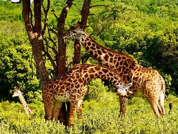 Tanzania Safari Adventure: Big Five in Serengeti and Ngorongoro