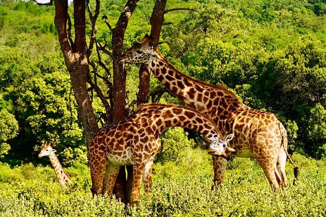 Bespoke Tanzania Safari experience featuring wild giraffes in Serengeti, luxury wildlife viewing by Hillborn Experiences.