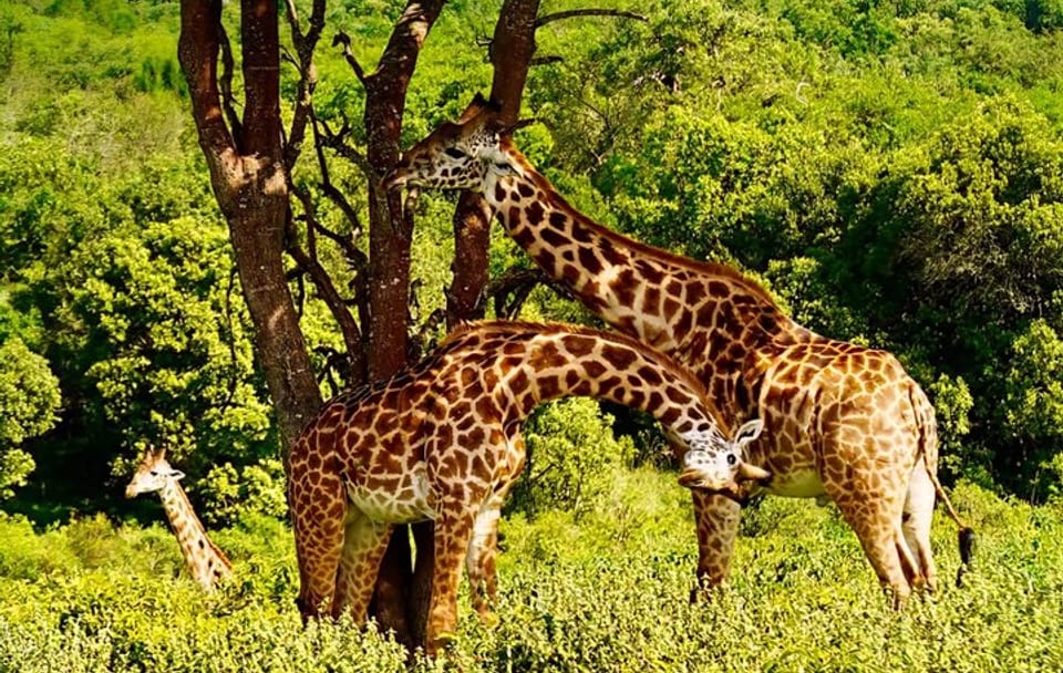 Tanzania Safari Adventure: Big Five in Serengeti and Ngorongoro