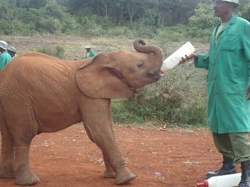 Tour David Sheldrick Elephant Orphanage