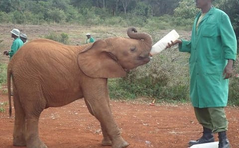 Nairobi National Park and Giraffe Center Day Tour