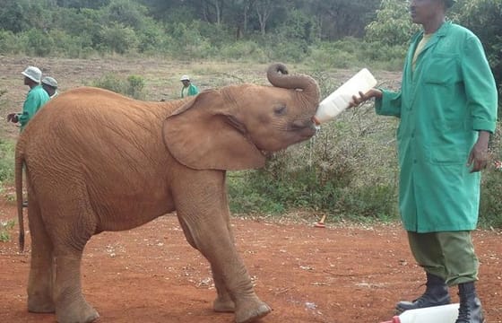 Nairobi National Park, Giraffe Center and Elephant Orphanage Day Tour from Nairobi