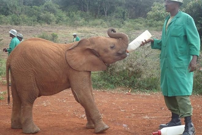 Tour David Sheldrick Elephant Orphanage