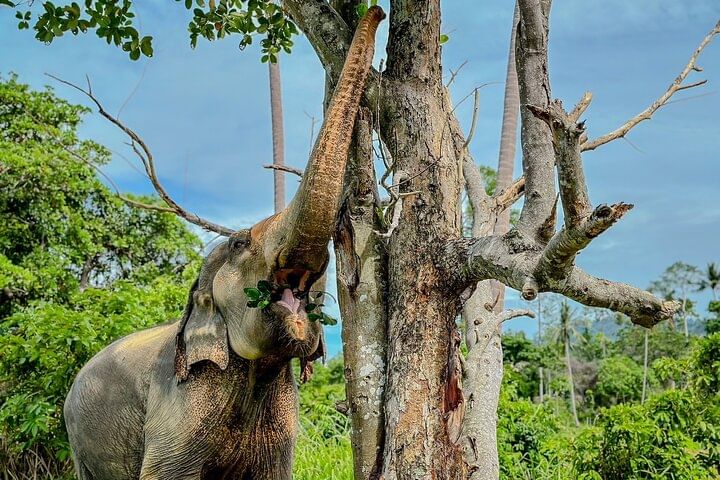 Half Day Elephant Home Sanctuary in Samui
