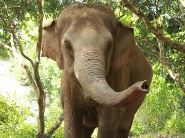 Ethical Elephant Observation by Samui Elephant Sanctuary