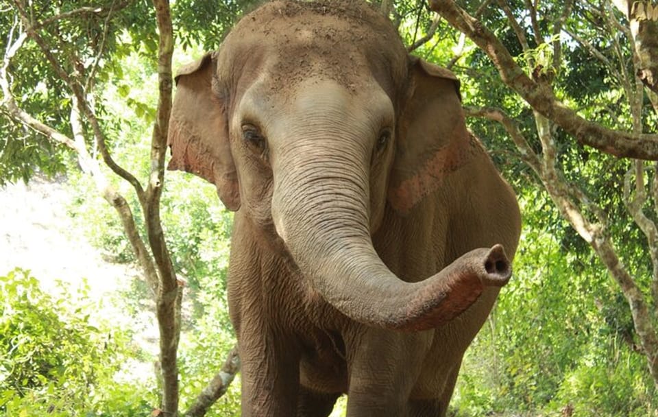 Ethical Elephant Observation by Samui Elephant Sanctuary