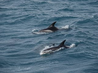 Reykjavík Bay Arctic Rose Whale Watching Excursion, photo 7
