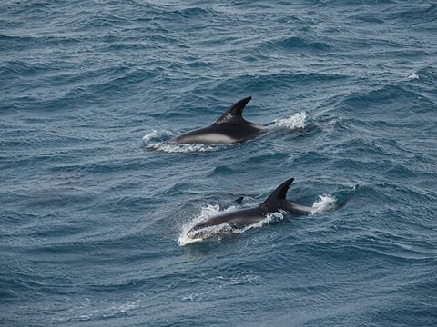 Reykjavík Bay Arctic Rose Whale Watching Excursion, photo 7