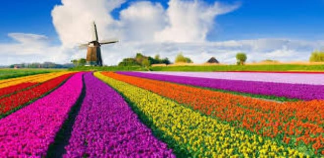 Visit the Kuekenhof gardens and its tulip fields with a car and private guide picked up at your hotel 3