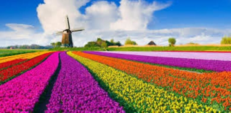Visit the Kuekenhof gardens and its tulip fields with a car and private guide picked up at your hotel 3