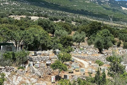 Kefalonia Food & Wine Tour: Local Honey, Olive Oil & Winery Visit