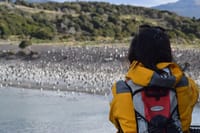 Martillo Island: Boat Trip to the Penguin Colony & Beagle Channel 10