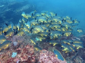 Scuba Diving Tour in Hikkaduwa and Arugam Bay