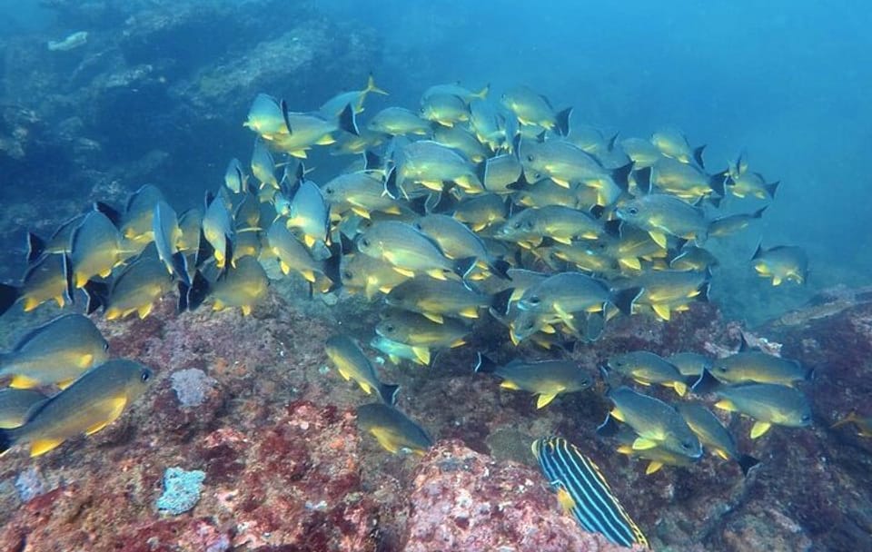 Scuba Diving in Hikkaduwa