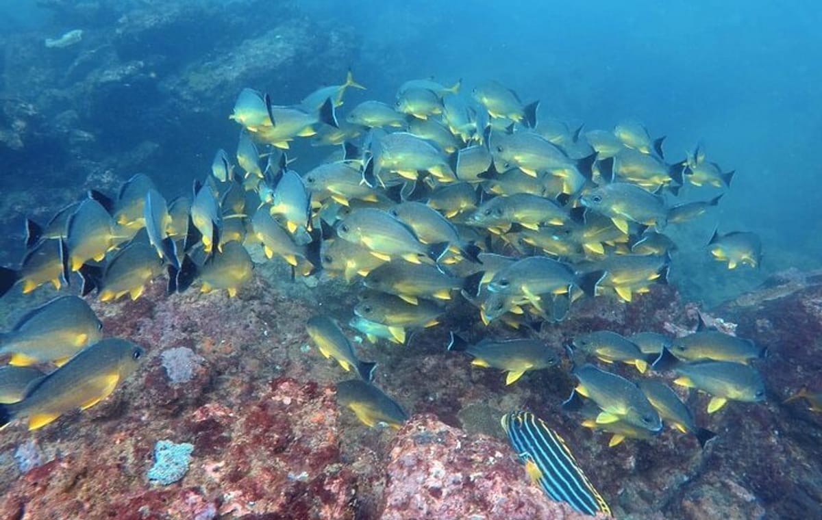 Scuba Diving in Hikkaduwa