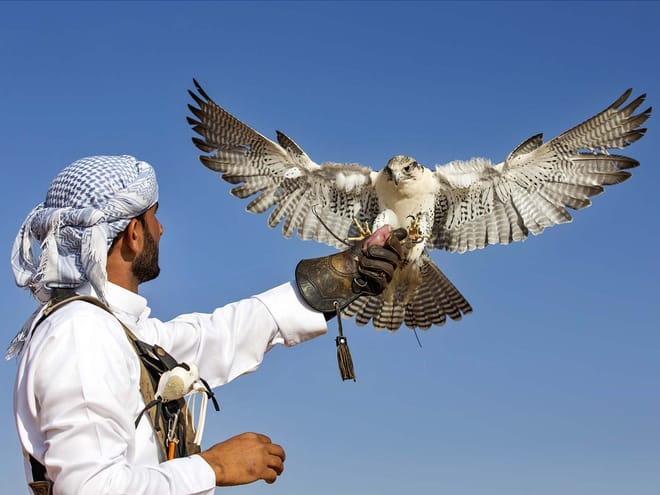 Morning Desert Wildlife Safari with Falconry Display from Dubai photo 3