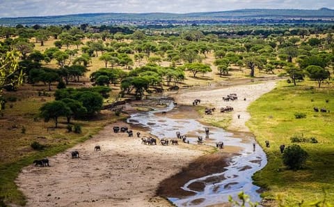 Tanzania Big Game Safari