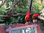 Private Day Tour to Chimelong Safari Park in Guangzhou 2