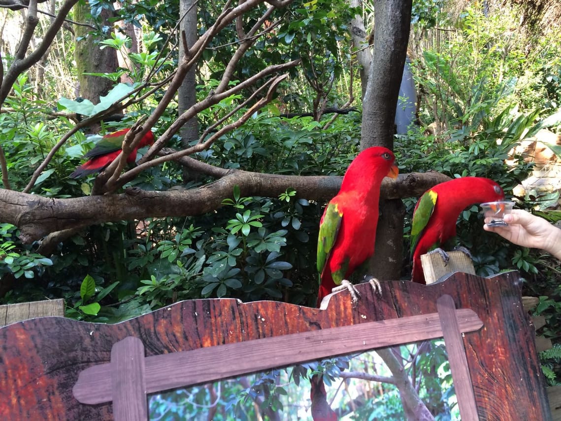 Private Day Tour to Chimelong Safari Park in Guangzhou 2