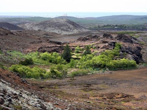 Forest in Helgafell