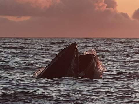 Midnight Sun Whale Watching, photo 8