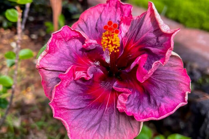 Kona Port: Private History & Farmer’s Market Excursion